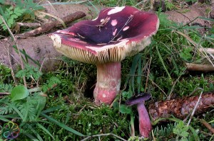 Purperrode russula